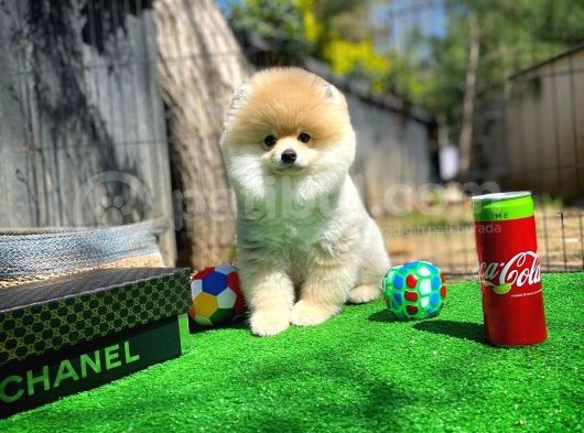Ayı Surat Pomeranian Boo Yavrularımız görsel