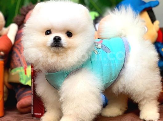 Sevimli Ve Sempatik Pomeranian Boo Kızımız Molly görsel