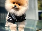 Aa Kalite Tcup Yakışıklı Pomeranian Oğlumuz Fanta