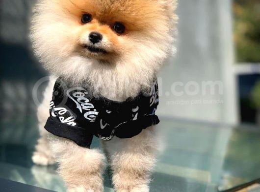 Aa Kalite Tcup Yakışıklı Pomeranian Oğlumuz Fanta görsel