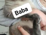 Scottish Fold & Scottis Straight & British Shorthair Yavrularımız Sizi Bekliyor