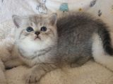 Safkan Ve Orijinal Silver Tabby Ayıcıkları