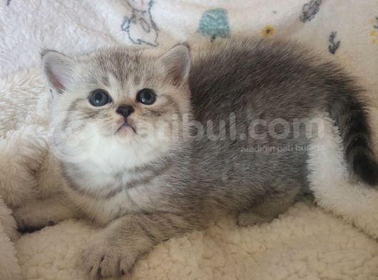 Safkan Ve Orijinal Silver Tabby Ayıcıkları görsel
