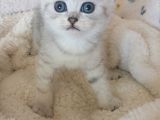 Safkan Ve Orijinal Silver Tabby Ayıcıkları