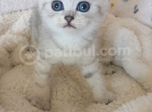 Safkan Ve Orijinal Silver Tabby Ayıcıkları görsel
