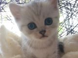 Safkan Ve Orijinal Silver Tabby Ayıcıkları