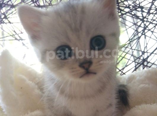 Safkan Ve Orijinal Silver Tabby Ayıcıkları görsel