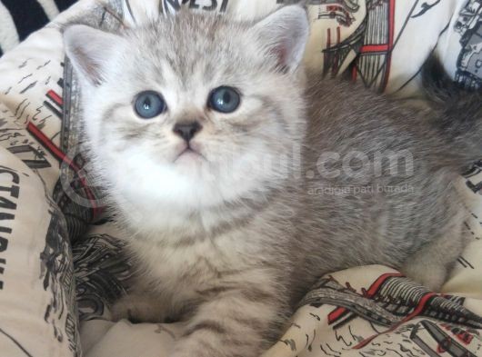 Safkan Ve Orijinal Silver Tabby Ayıcıkları görsel