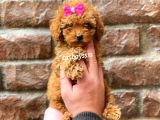 Red Brown Dişi Toy Poodle Yavrumuz
