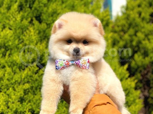 Sevi̇mli̇ Pomerani̇an Boo görsel