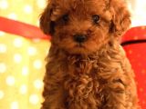 Bebek Surat Toy Poodle Yavrular Wc Eği̇ti̇mli̇