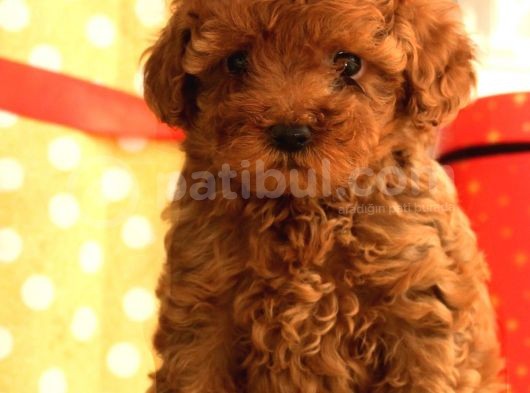 Bebek Surat Toy Poodle Yavrular Wc Eği̇ti̇mli̇