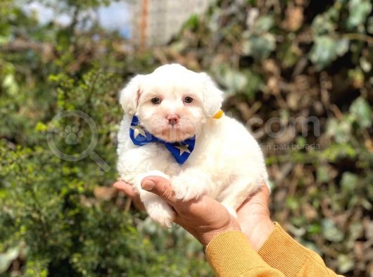 Sevi̇mli̇ Malti̇poo görsel