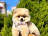 Sevi̇mli̇ Pomerani̇an Boo
