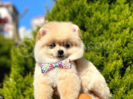 Sevi̇mli̇ Pomerani̇an Boo