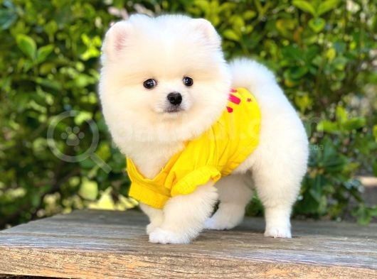 Ayı Surat Pomeranian görsel