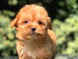 Red F2 Maltipoo Bebek