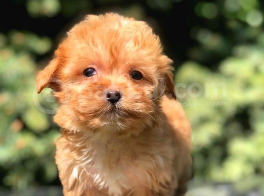 Red F2 Maltipoo Bebek görsel