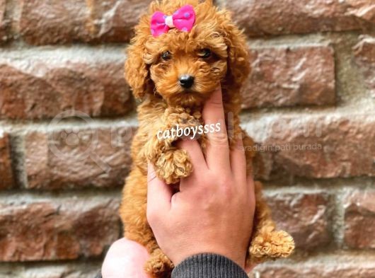 Red Brown Dişi Toy Poodle Yavrumuz görsel