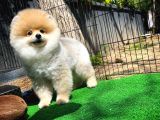 Ayı Surat Pomeranian Boo Yavrularımız