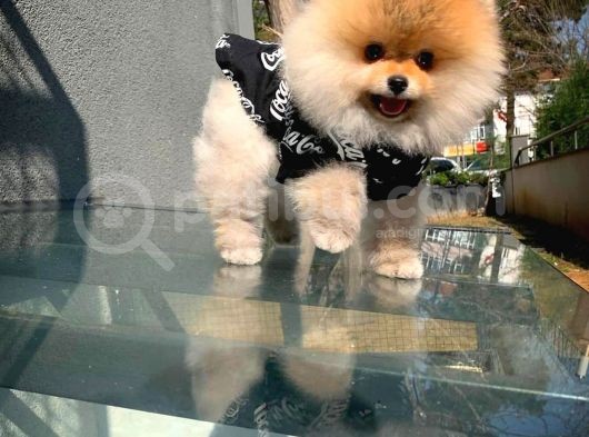 Aa Kalite Tcup Yakışıklı Pomeranian Oğlumuz Fanta görsel