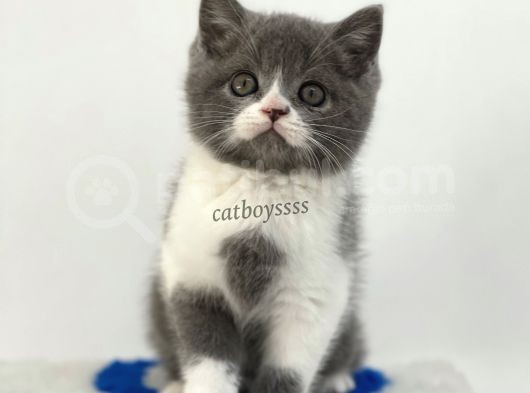 Bi Color British Shorthair Yavrumuz