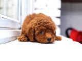 Toy Poodle Red Brown a Kalite Irk Ve Sağlık Garantili