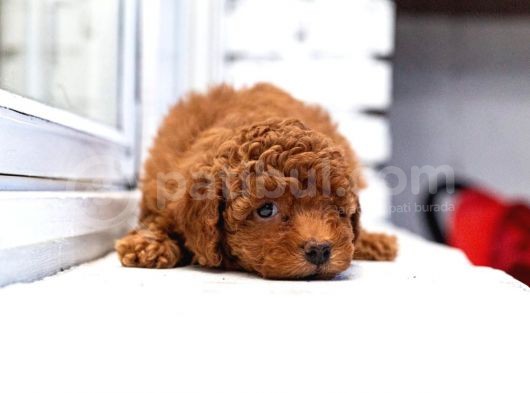Toy Poodle Red Brown A Kalite Irk Ve Sağlık Garantili