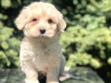 Latte Rengi Maltipoo Yavrumuz