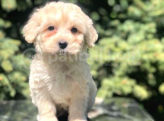 Latte Rengi Maltipoo Yavrumuz görsel