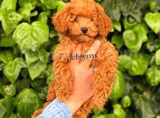 Red Toy Poodle Erkek Yavrumuz görsel