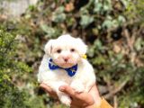 Sevi̇mli̇ Malti̇poo