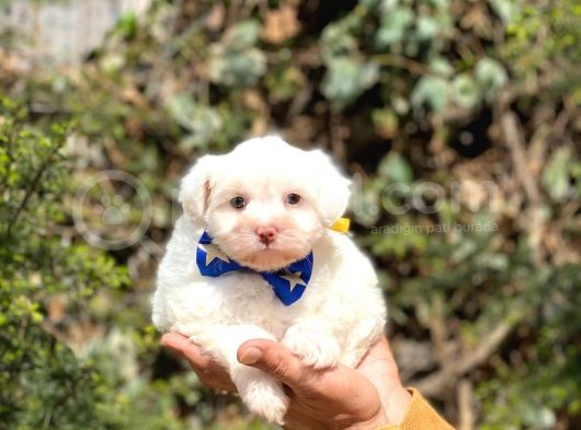 Sevi̇mli̇ Malti̇poo