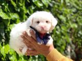 Yakışıklı Oğlumuz Maltese Terrier