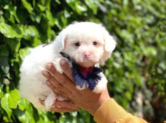 Yakışıklı Oğlumuz Maltese Terrier görsel
