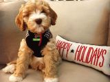 Australian Labradoodle Rusya Dan Ithal Medium Boy