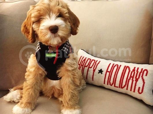 Australian Labradoodle Rusya Dan Ithal Medium Boy