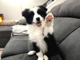 Dünyanın en Zeki Köpeği Border Collie a Kalite Yavrular