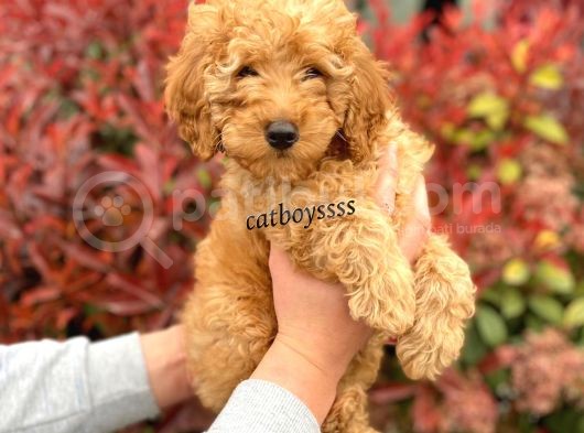Koyu (Dark) Apricot Erkek Toy Poodle Yavrumuz görsel
