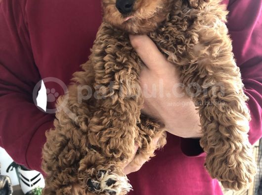 3 Aylık Red Toy Poddle Yavrumu Sahiplendiriyorum görsel