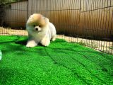 Ayı Surat Pomeranian Boo Yavrularımız