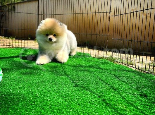 Ayı Surat Pomeranian Boo Yavrularımız görsel