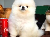 Sevimli Ve Sempatik Pomeranian Boo Kızımız Molly