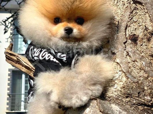 Aa Kalite Tcup Yakışıklı Pomeranian Oğlumuz Fanta görsel