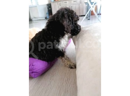 En Nadir Bulunan Chocolate White Poddle görsel