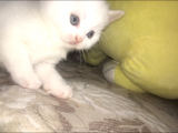 2 Bri̇ti̇sh Yavru 1 Aylik