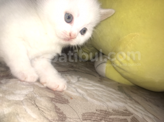 2 Bri̇ti̇sh Yavru 1 Aylik görsel