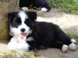 Dünyanın En Zeki Köpeği Border Collie A Kalite Yavrular