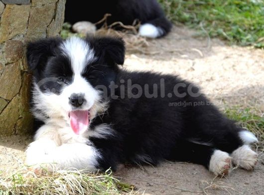 Dünyanın En Zeki Köpeği Border Collie A Kalite Yavrular görsel