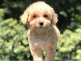 Dizayn Irk Maltipoo Yavrumuz